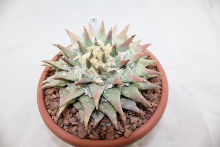 Ariocarpus retusus BIG (6)
