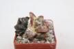 Ariocarpus lloydii Two Heads  (2)