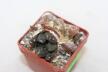 Ariocarpus lloydii Two Heads  (3)