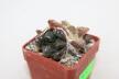 Ariocarpus lloydii Two Heads  (4)