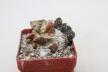 Ariocarpus lloydii Two Heads  (6)