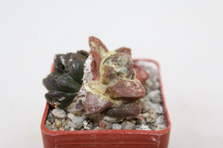 Ariocarpus lloydii Two Heads  (2)