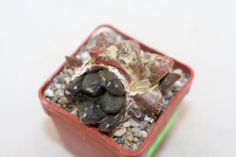 Ariocarpus lloydii Two Heads  (3)