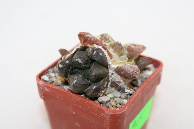 Ariocarpus lloydii Two Heads  (4)