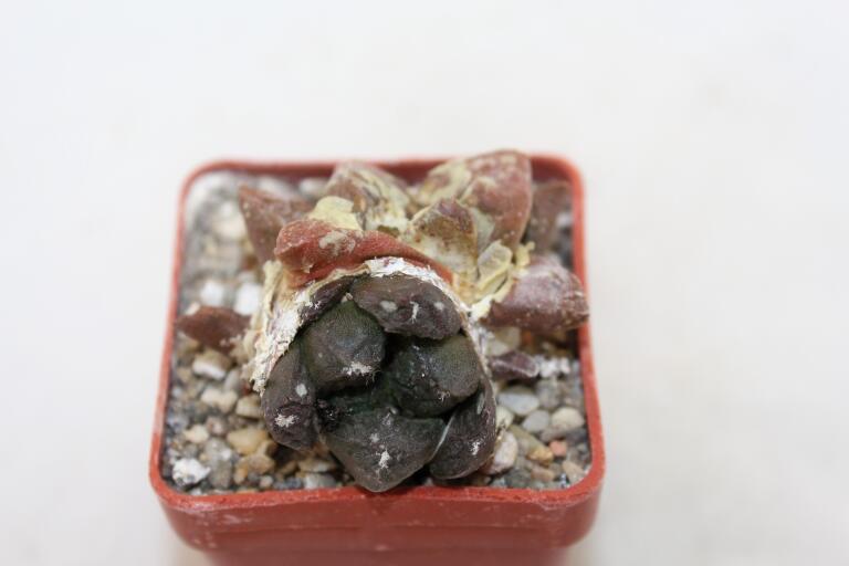 Ariocarpus lloydii Two Heads  (5)