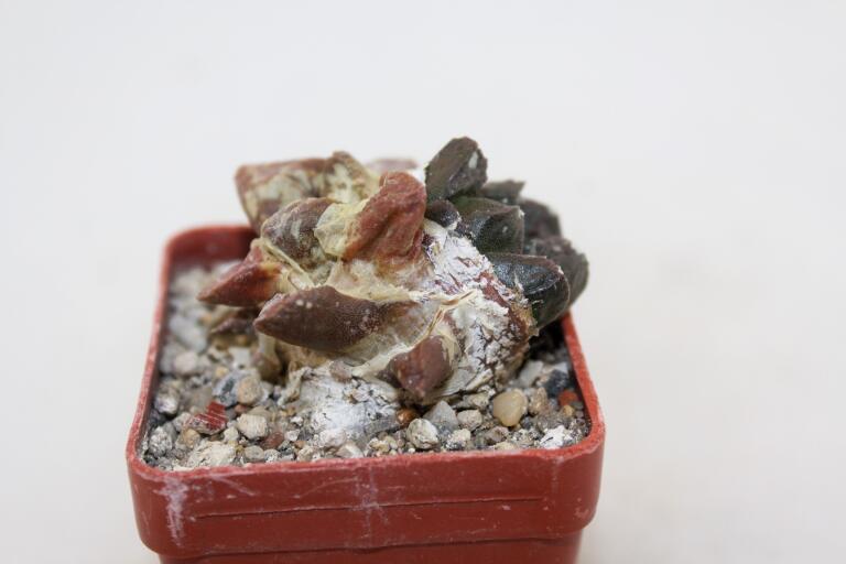 Ariocarpus lloydii Two Heads  (6)