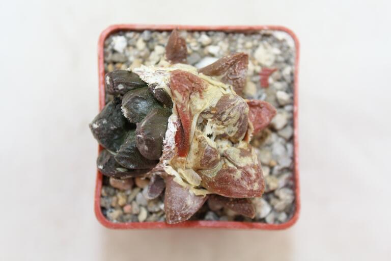 Ariocarpus lloydii Two Heads  (7)