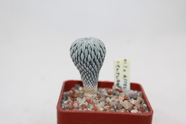 Pelecyphora aselliformis  (2)