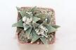 Ariocarpus scapharostroides Two Heads  (2)