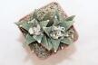 Ariocarpus scapharostroides Two Heads  (3)