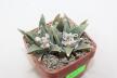 Ariocarpus scapharostroides Two Heads  (4)