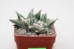 Ariocarpus scapharostroides Two Heads  (5)