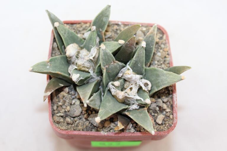 Ariocarpus scapharostroides Two Heads  (1)