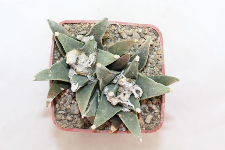Ariocarpus scapharostroides Two Heads  (2)