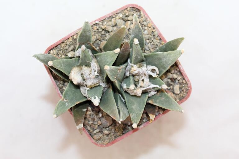 Ariocarpus scapharostroides Two Heads  (3)
