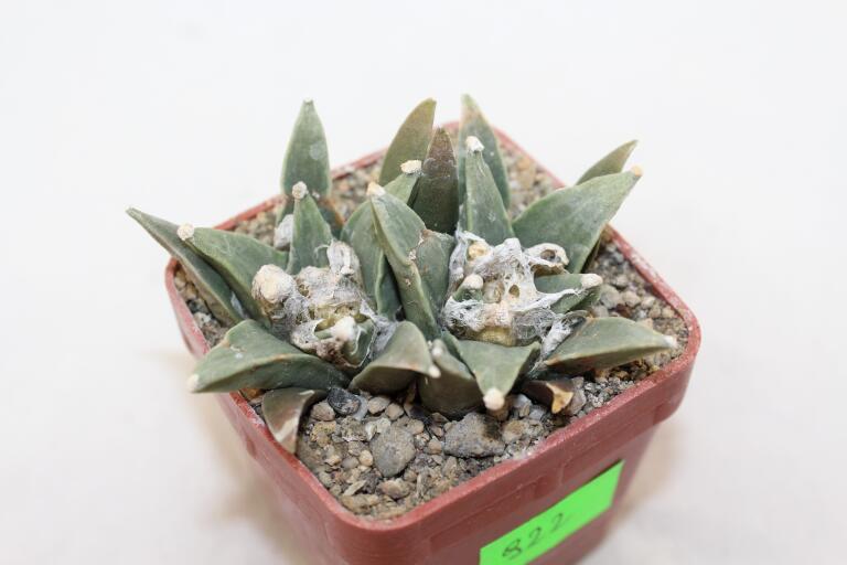 Ariocarpus scapharostroides Two Heads  (4)