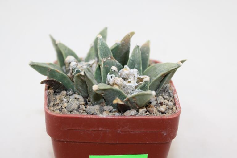 Ariocarpus scapharostroides Two Heads  (5)