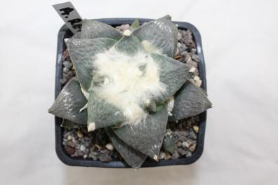 Ariocarpus retusus Cauliflower 18 Years