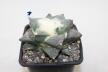 Ariocarpus retusus Cauliflower 18 Years (3)