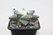 Ariocarpus retusus Cauliflower 18 Years (4)