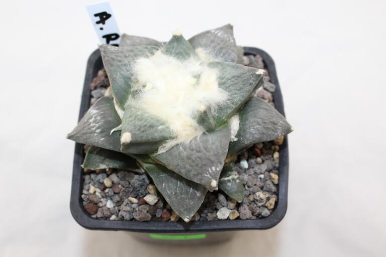 Ariocarpus retusus Cauliflower 18 Years (2)