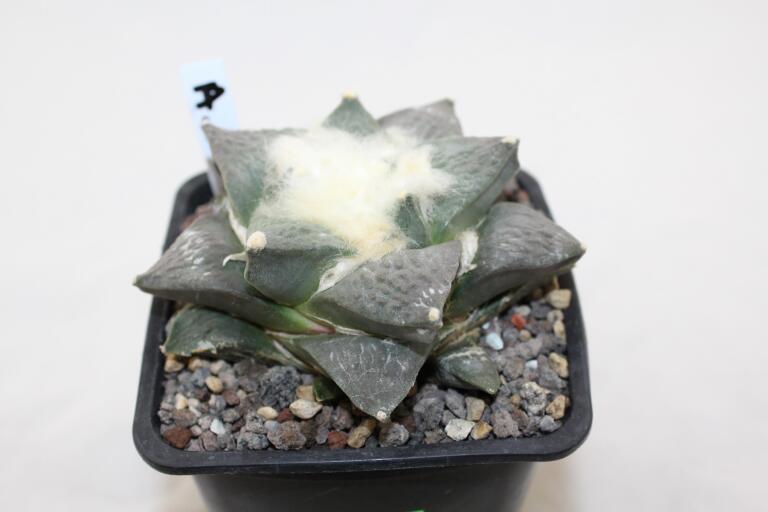 Ariocarpus retusus Cauliflower 18 Years (3)