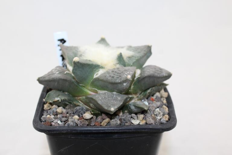Ariocarpus retusus Cauliflower 18 Years (4)