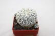 Astrophytum asterias superkabuto V - TYPE - multiheads