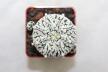 Astrophytum asterias superkabuto V - TYPE - multiheads (2)