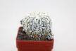 Astrophytum asterias superkabuto V - TYPE - multiheads (3)