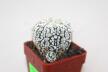 Astrophytum asterias superkabuto V - TYPE - multiheads (4)