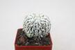 Astrophytum asterias superkabuto V - TYPE - multiheads (5)