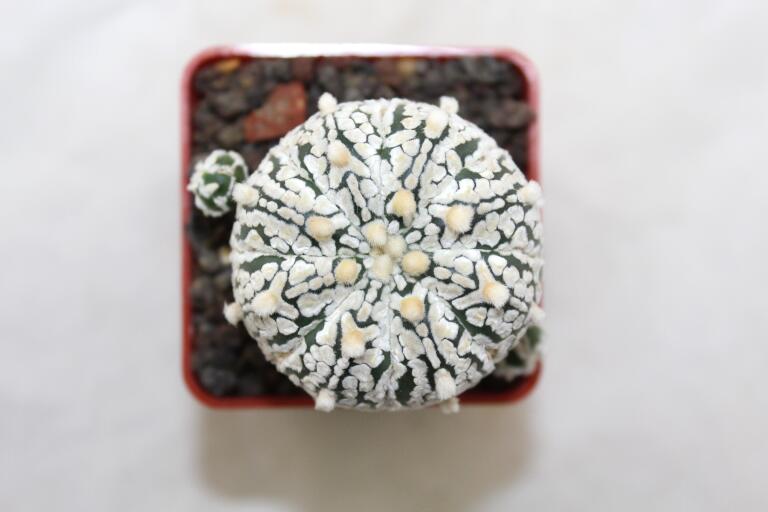 Astrophytum asterias superkabuto V - TYPE - multiheads (2)