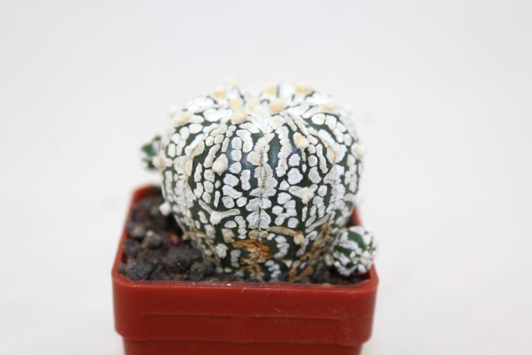 Astrophytum asterias superkabuto V - TYPE - multiheads (3)