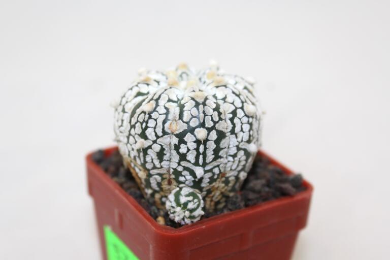 Astrophytum asterias superkabuto V - TYPE - multiheads (4)