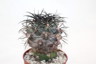 Copiapoa corralensis SI-17-20 Corral