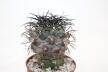 Copiapoa corralensis SI-17-20 Corral
