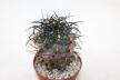 Copiapoa corralensis SI-17-20 Corral (2)