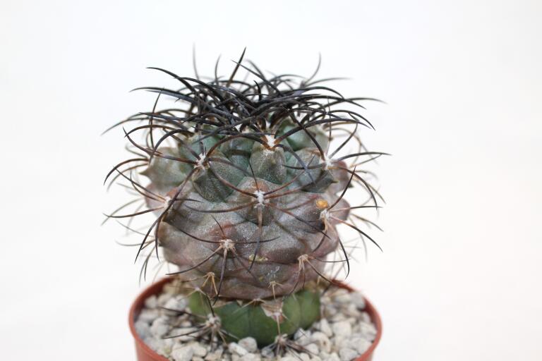 Copiapoa corralensis SI-17-20 Corral (1)