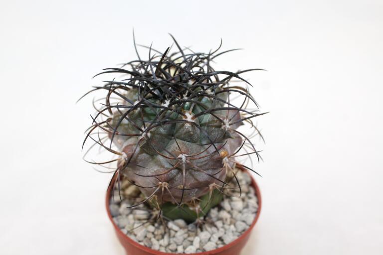Copiapoa corralensis SI-17-20 Corral (2)