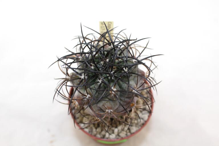 Copiapoa corralensis SI-17-20 Corral (3)