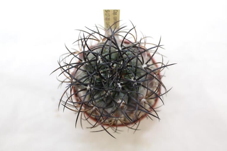 Copiapoa corralensis SI-17-20 Corral (4)