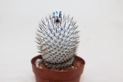 Mammillaria perezdelarosae v andersoniana MM474