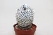 Mammillaria perezdelarosae v andersoniana MM474
