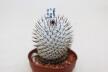 Mammillaria perezdelarosae v andersoniana MM474 (2)