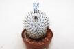 Mammillaria perezdelarosae v andersoniana MM474 (3)