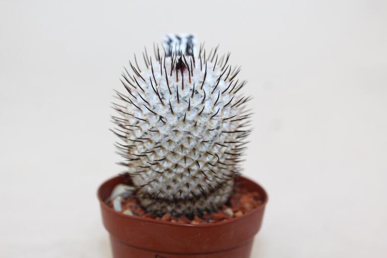 Mammillaria perezdelarosae v andersoniana MM474