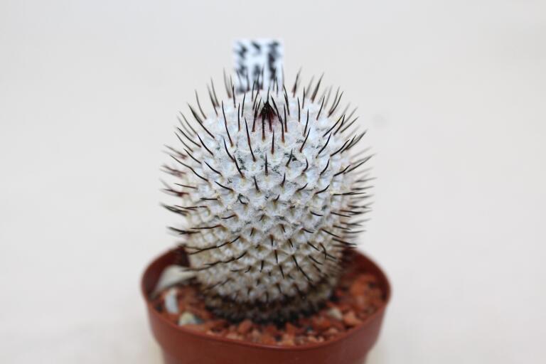 Mammillaria perezdelarosae v andersoniana MM474 (2)