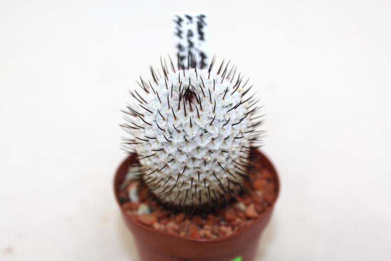 Mammillaria perezdelarosae v andersoniana MM474 (3)