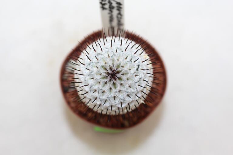 Mammillaria perezdelarosae v andersoniana MM474 (4)
